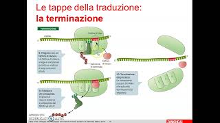 3 Traduzione o sintesi proteica [upl. by Sigsmond]