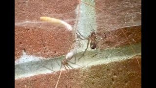 Daddy Long Legs vs False Widow  Whitey Exotics Outdoor Adventure [upl. by Hanforrd482]