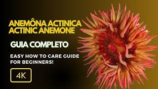 Tudo Sobre Anêmona Actinica Actinia spp Beleza e Cuidados no Seu Aquário [upl. by Eelinej]