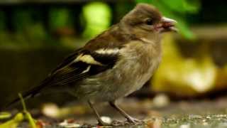 Chaffinch Fringilla Coelebs ♀  Buchfink 13 [upl. by Yekcir]