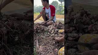 Galangal🌱🤏 farming shorts [upl. by Wendye]