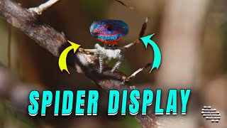 Peacock Spider Displays for Potential Mate Maratus Gemmifer [upl. by Trillbee]