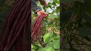 Harvesting beans farming gardening [upl. by Lamag480]