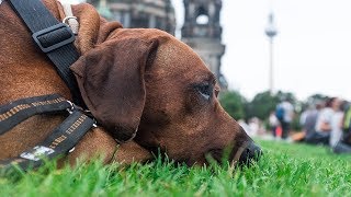 Rhodesian Ridgeback Adventures  from Puppy to Adult [upl. by Aerdnak]