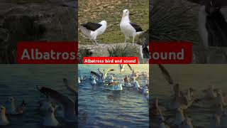 Albatross bird and sound birds soundeffects nature educational kidsvideoworld birdsound [upl. by Calista]