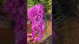 summer flowering plant lagerstroemia speciosa shorts [upl. by Russia]