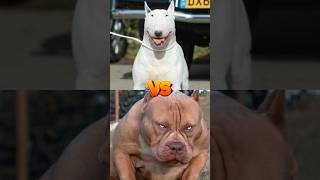 Bull terrier VS Bull dog VSyoutubeshorts viralshorts [upl. by Jansen]