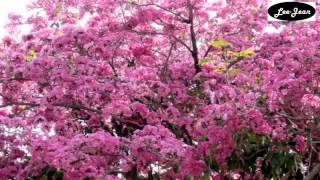 Tabebuia rosea  blooming in abundance [upl. by Stormi]