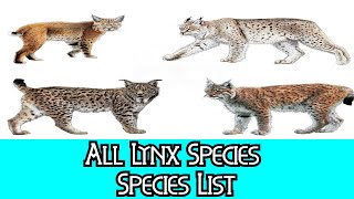 All Lynx Species  Species List [upl. by Aurore]