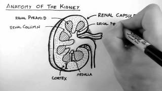 Renal Anatomy 1  Kidney [upl. by Tabib]