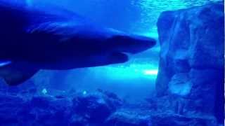 Newport Aquarium  Video 204 [upl. by Oidale]