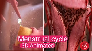 The Secret Behind Menstrual Cycles Revealed  Ovulation 3D Animation [upl. by Atiuqan]