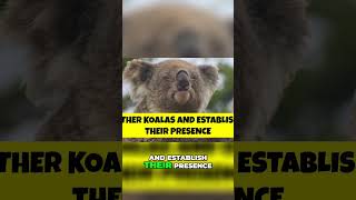 Understanding Koala Home Ranges Food Territory and Communication [upl. by Mcmath]