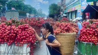 Harvesting Lychee Sold at the market  Harvesting and Processing Tons Of Lychee  Highland Market [upl. by Wilkins]