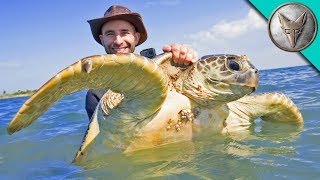 Catching Sea Turtles [upl. by Rockie]