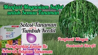 Manfaat Pupuk Magnesium Sulfat MgSo4Mengetahui Kandungan Unsur HaranyaDosis Dan Cara Aplikasinya [upl. by Jp122]