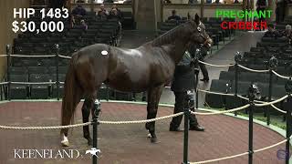 Keeneland Live Feed [upl. by Eliathan]