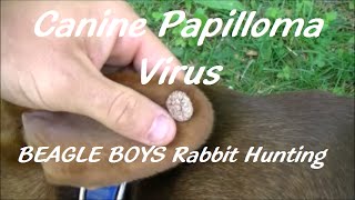 Canine Papilloma Virus  2015Beagle Boys Rabbit Hunting [upl. by Eddie]