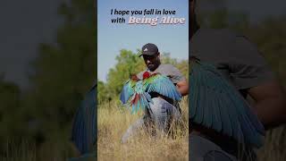 Macaws first day outdoors shaikhtanveer greenwingmacaw parrot pets macaws macawparrot [upl. by Davide975]