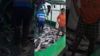 Tuna Fishing Boat 🦈🦈🦈 🎣🫢 tuna dailyfishing fishingharbour viralshorts ytshorts [upl. by Notsnhoj630]