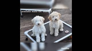 Lagotto Romagnolo puppies [upl. by Anibor]