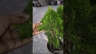 Morpankhy plant ke fayde Morpankhy plant   Thuja plant  shorts viralshorts thuja morpankhi [upl. by Ikcaj]