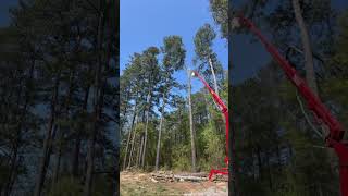 Cutting down a large pine top with a spider lift [upl. by Assenar]