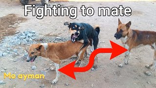 Fighting to mate dogs The Dodo MrBeast animals dogs puppy dog k1 viral cats [upl. by Aronson]