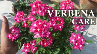 Verbena Flower  Verbena Plant Care  How To Grow Verbena Flowers [upl. by Amara]