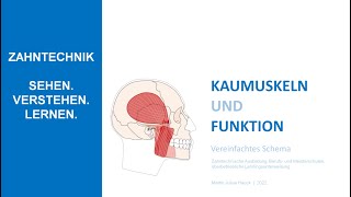 Kaumuskeln und Funktion  Vereinfachte Darstellung [upl. by Belldame]