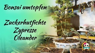 Bonsai umtopfen  Bonsai selber machen [upl. by Gerik757]