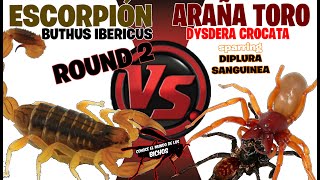 ESCORPIÓN VS ARAÑA TORO  ROUND 2 [upl. by Nauh]