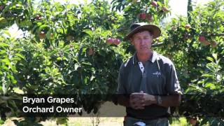 Valagro ERGER – see the latest trial results in New Zealand apple crops [upl. by Zsamot]