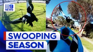 Man in need of eye surgery after being swooped by magpie  9 News Australia [upl. by Dibb]