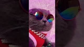 cat tomcats kitten funny pets catlover cutecat cute crazyteddybear comedyfilms [upl. by Aseneg]