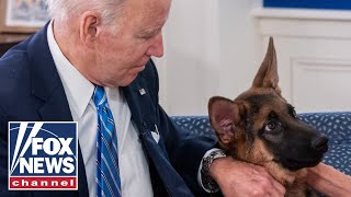 Biden repeatedly watched dog Commander attack Secret Service Report [upl. by Serolod]