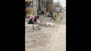 Prank with dog animal funny video shorts viral [upl. by Olegnaid878]