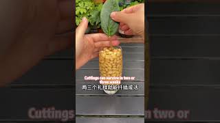 教你用黄豆养花Teach you how to grow flowers with soybeans 花草 garden 养花plantsbonsai园艺 种植技术https 科普 [upl. by Blasien]