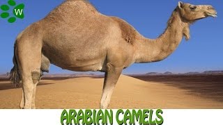 The Arabian Camels [upl. by Kirtap378]