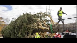 The 2024 Rockefeller  Christmas Tree ison its way to  New York City [upl. by Ahsert]