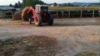 886 International tractor making Feed in Vertical Mixer RampM Farms [upl. by Bouldon]