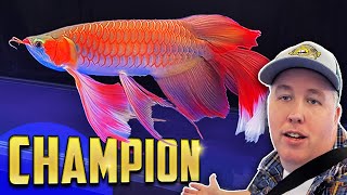 Battle of the Arowanas  World Championship in China [upl. by Mena]