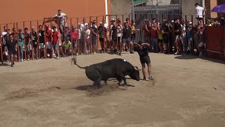 Castrillo de la Guareña 2024 toros de cajon [upl. by Bui]