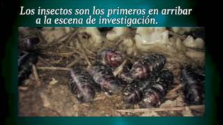 ConocePGR ¿Qué es la Entomología Forense [upl. by Paz]