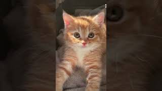 kitty cute dla tych co kochajom koty to odo free koty [upl. by Doss33]