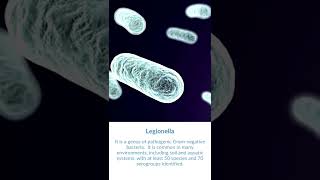 What is Legionella Bacteria [upl. by Kevon818]