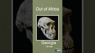 Homo Erectus Out of Africa shorts paleoanthropology fossils ancestors science uctv research [upl. by Dorman]