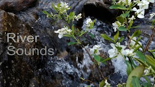 Copy of Relaxing nature sounds of river water in forest ASMR sleep music sound White noise ASMR [upl. by Kery]