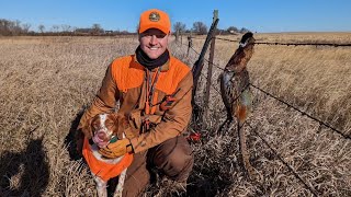 Iowa Public Land Pheasants  Late November 2023 [upl. by Dieball644]