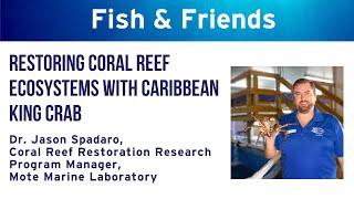 REEF Fish amp Friends  quotRestoring Coral Reef Ecosystems with Caribbean King Crabquot [upl. by Emanuel241]